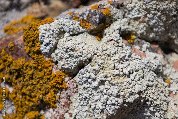 Obraz Moss in the Berlenga grande island, Portugal