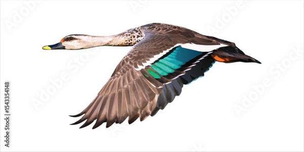 Obraz Graphic vector art of an Indian Spot-billed Duck flying. The duck has a yellow-tipped bill, brown speckled body, and a vibrant iridescent green and blue speculum on its wings. 