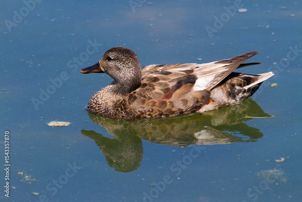 Obraz Duck in Salburua, Vitoria, Alava, Spain