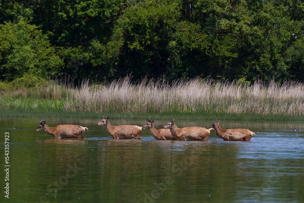 Obraz Deers in Salburua, Vitoria, Alava, Spain