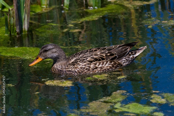 Obraz Duck in Salburua, Vitoria, Alava, Spain