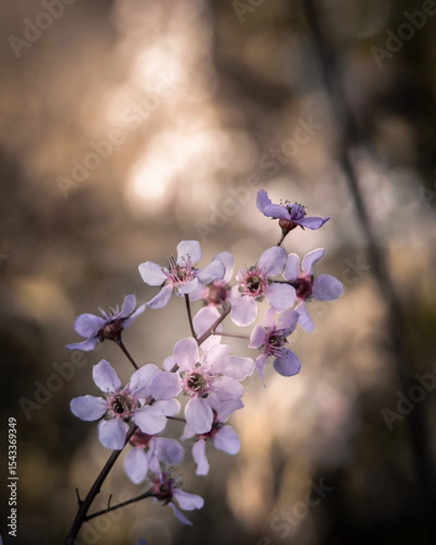 Fototapeta Delicate Pink Blossoms in Soft Spring Light with Natural Bokeh