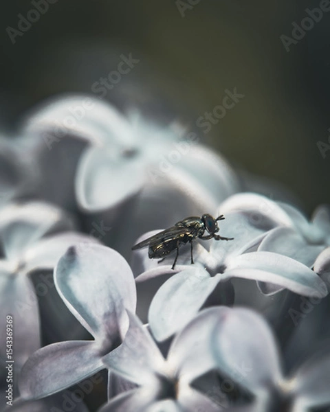Fototapeta Hoverfly on Pale Lilac Blossoms in Soft Focus Macro