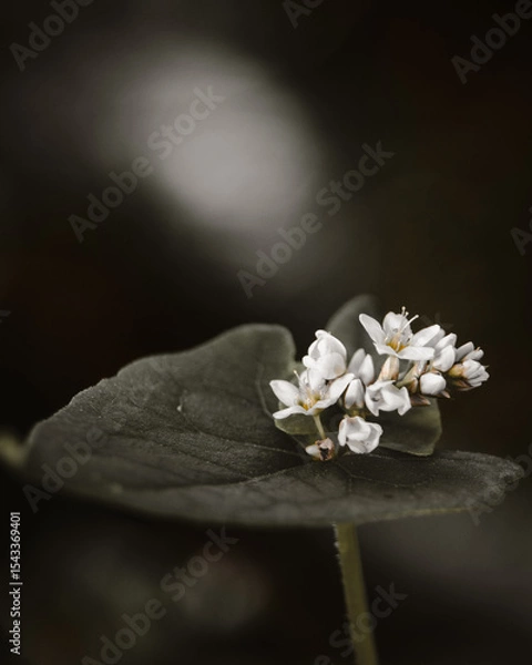 Fototapeta Delicate White Wildflower Cluster on a Dark Leaf in Soft Natural Light