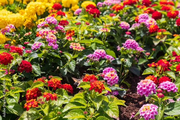 Obraz Beautiful flowers of Lantana camara (common lantana) plant