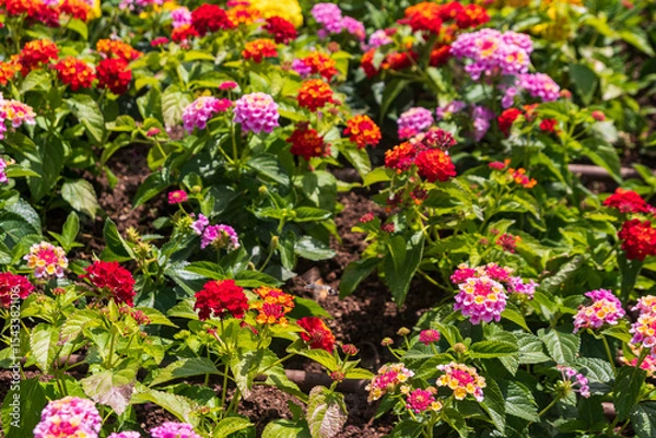Obraz Beautiful flowers of Lantana camara (common lantana) plant