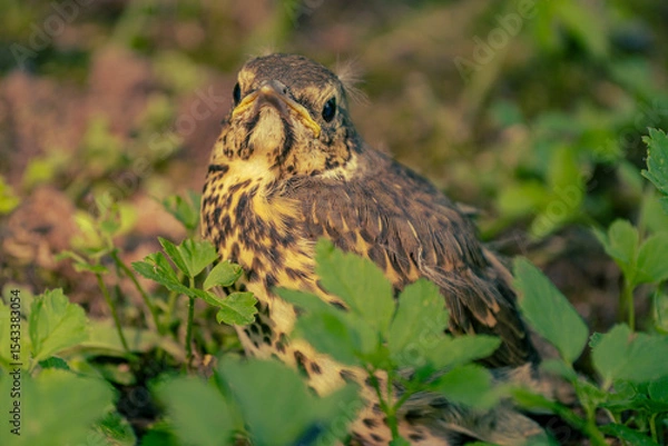 Fototapeta Young Fieldfare (Latin name: Turdus pilaris) in the wild nature in grass