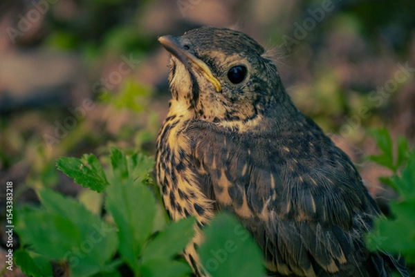 Fototapeta Young Fieldfare (Latin name: Turdus pilaris) in the wild nature in grass