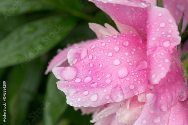 Fototapeta Beautiful shiny water droplets on flower petal peony macro. Drops of dew on a pink petal. Gentle soft elegant airy artistic image with soft focus
