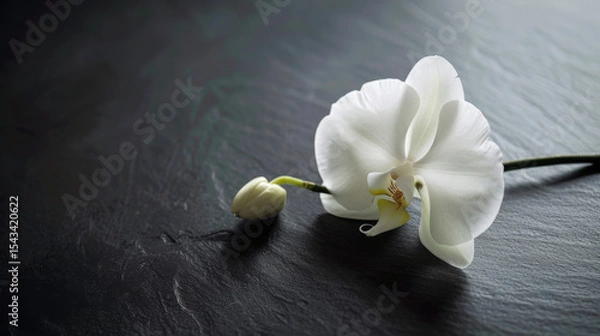 Obraz A single white orchid on a black slate background, symbolizing peace and elegance, perfect for web banners and holiday cards.