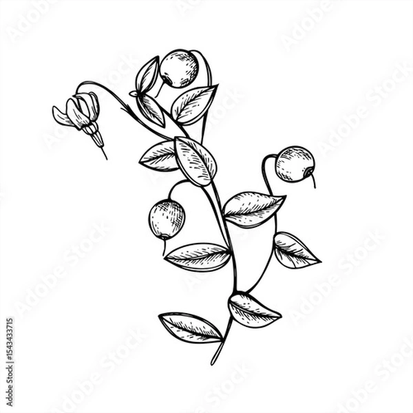 Fototapeta Cranberry branch with berries, flowers and leaves monochrome vector line ink illustration. Wild swamp berry for organic food packaging, holiday decoration, botanical design, rustic winter themes