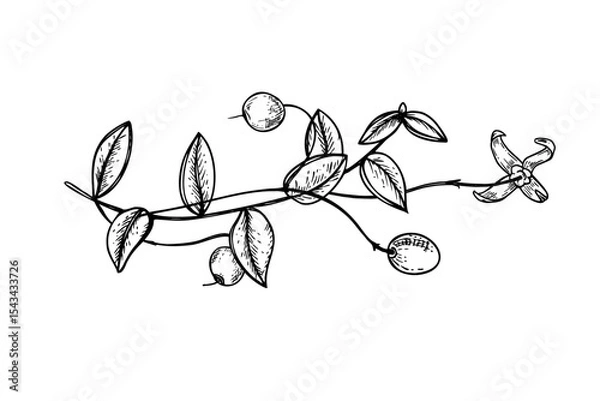 Fototapeta Creeping horizontal cranberry branch with berries and flowers monochrome vector illustration. Botanical element for organic cosmetics packaging, beauty product label, spa menus, healthy food.
