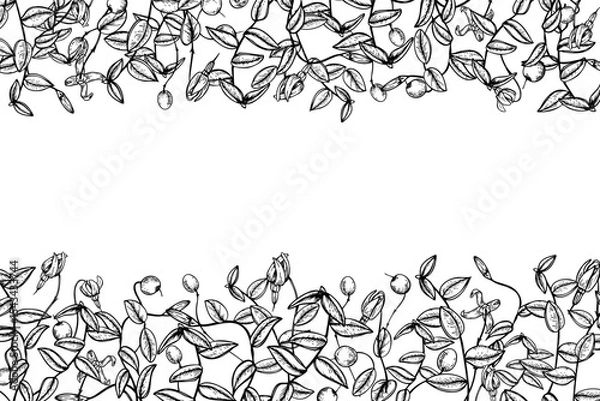 Fototapeta Horizontal monochrome vector frame with cranberry branches with blank space for text. Wild berries etching drawing for food packaging, cosmetic labels, holiday cards and organic product design.