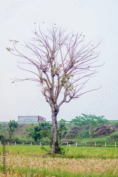 Obraz dry tree in the middle of rice field with background of truck driving on toll road