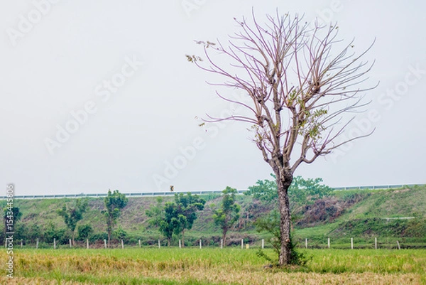 Obraz dry tree in the middle of rice field with toll road background