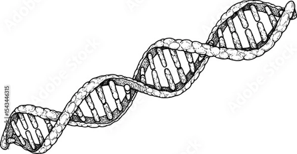 Obraz Detailed black and white hand-drawn dna double helix illustration. Vector illustration
