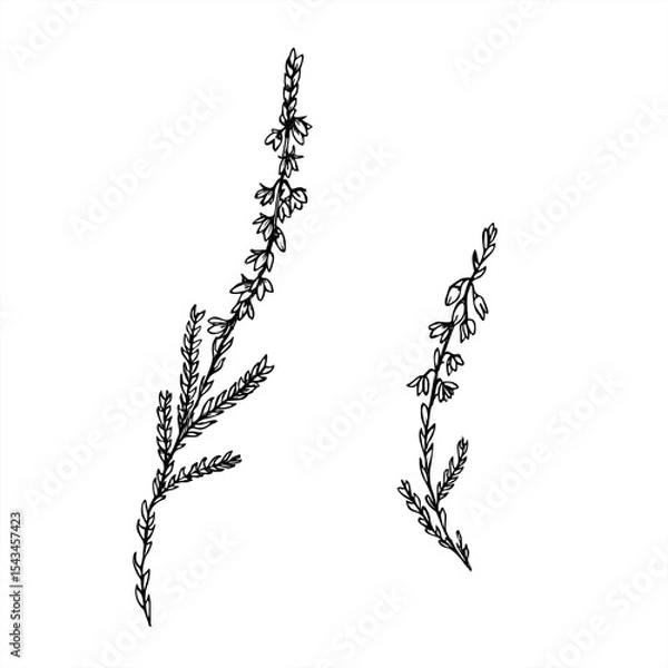 Fototapeta Monochrome vector two flowering heather branches line art painted by black inks. Nordic plant etching drawing for botanical design, wedding invitation, nature decor, textile pattern, organic product