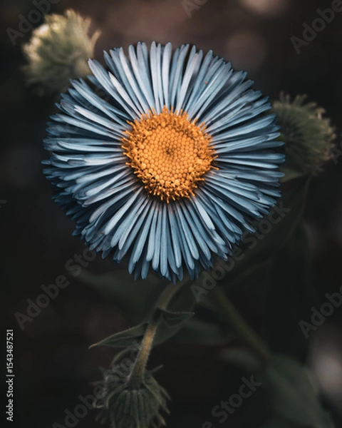 Fototapeta Close-Up of Blue Aster Flower with Yellow Center in Soft Natural Light