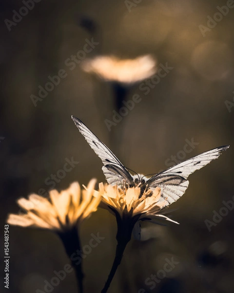 Fototapeta Butterfly Feeding on Wildflower in Backlight with Soft Bokeh