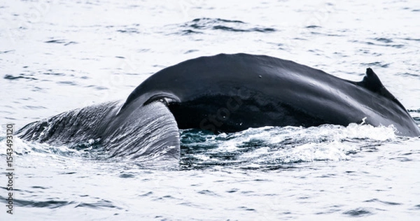 Obraz humpback whale in the water