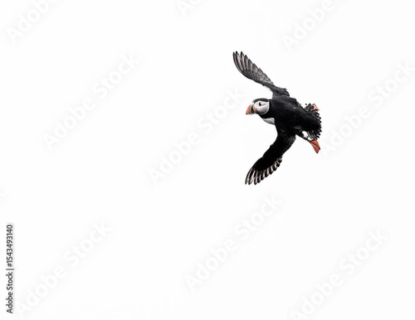 Obraz atlantic puffin bird in flight