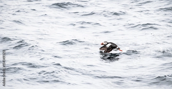 Obraz atlantic puffin bird in flight
