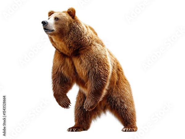 Fototapeta Majestic Bear in Contemplation: A powerful grizzly bear stands tall, its gaze directed towards the sky, embodying strength, wildness, and a moment of reflection.
