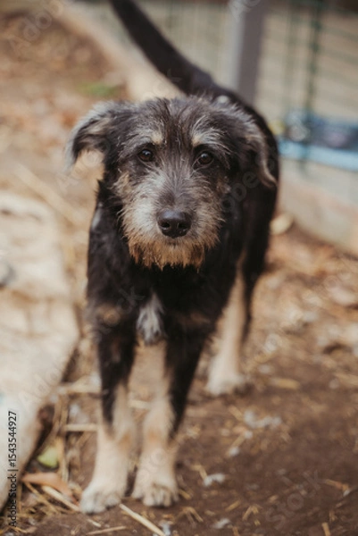 Fototapeta Animal shelter. A dog in an enclosure in a shelter for homeless animals. A dog without an owner. Average dog without breed. Vertical photo. A dog looking at the camera. A sad look.
