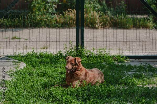 Fototapeta A red dog rests on the grass on the territory of the house. Pet. A dog without a breed lies in the yard in the sun.