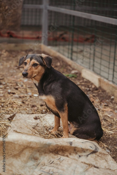 Fototapeta Animal shelter. A dog in an enclosure in a shelter for homeless animals. A dog without an owner. Average dog without breed. Vertical photo. A dog looking at the camera. A sad look.