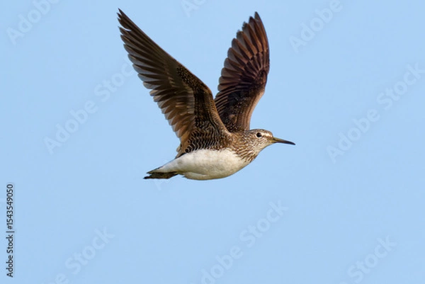 Fototapeta Green sandpiper in flight