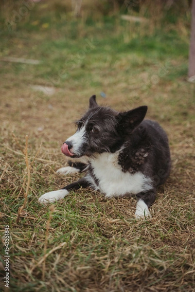 Fototapeta The dog is disabled. A dog with musculoskeletal disorders walks in the yard. A dog in a wheelchair on its hind limbs. Vertical photo. 