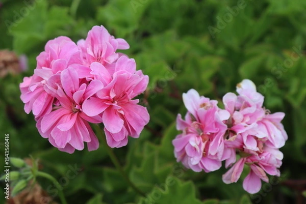 Obraz pink flowers background