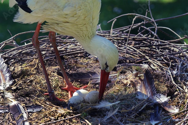 Obraz Nest, Storch