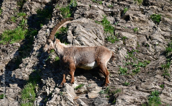 Fototapeta Steinbock