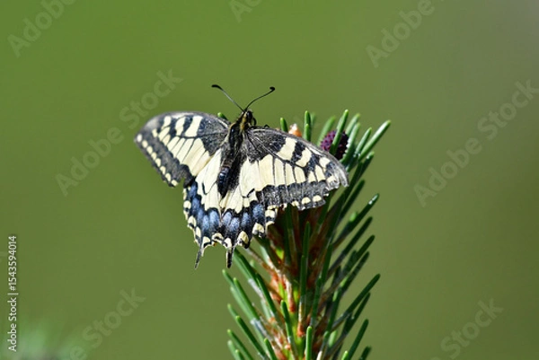 Fototapeta Schwalbenschwanz