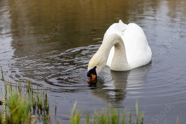 Obraz Mute swan is floating on the lake and looking for fish