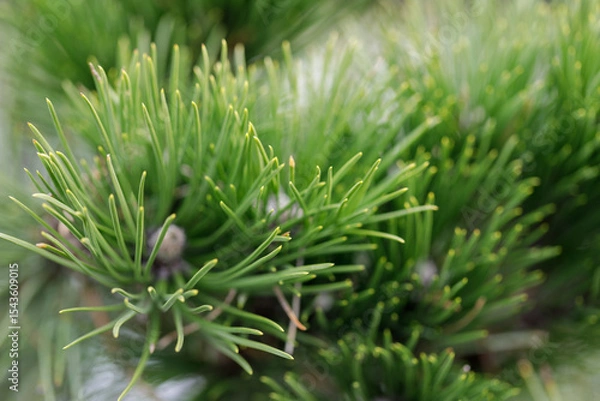 Obraz Natural pine tree green needles macro close up photography, christmas background