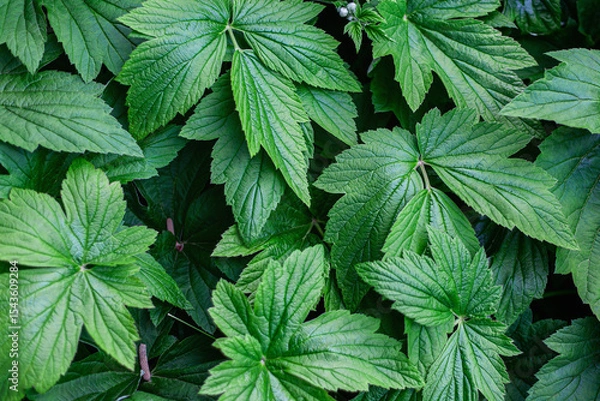 Obraz Geranium sylvaticum, the wood cranesbill or woodland geranium, is a species of hardy flowering plant in the family Geraniaceae, native to Europe and northern Turkey