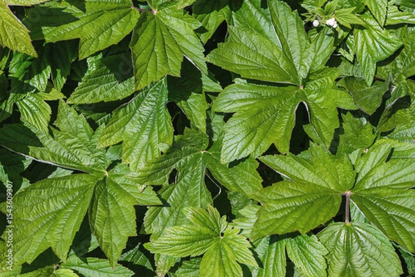 Obraz Geranium macronizum green leaves, top view. Horizontal photo.