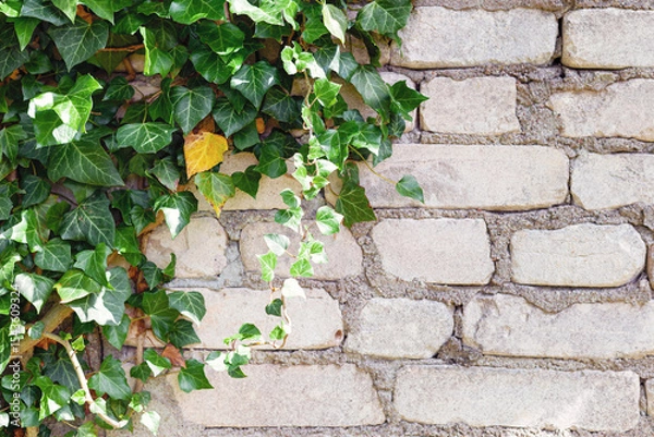 Obraz Common ivy against a stone wall. Creeping vine with bright green and yellowing leaves against the white-stone wall. Background image with place for text