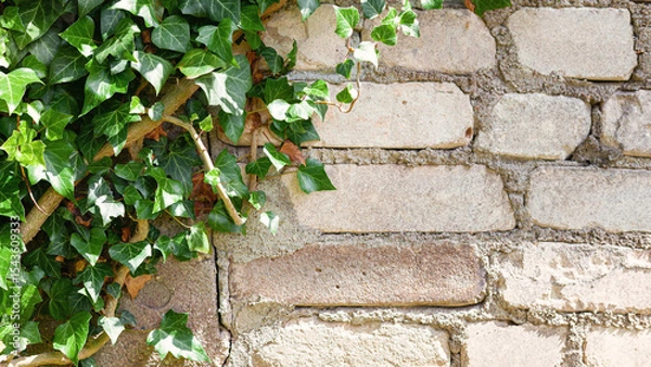 Obraz White bricks wall overgrown with ivy. Background image with place for text.