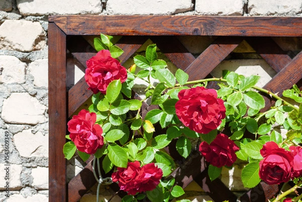 Obraz Vibrant red summer flowering red, climbing roses on a white brick wall