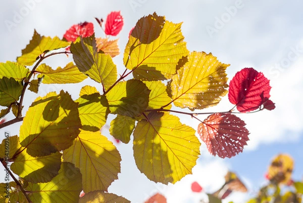 Obraz Autumn leaves illuminated by sunlight against the blue background of the summer sky