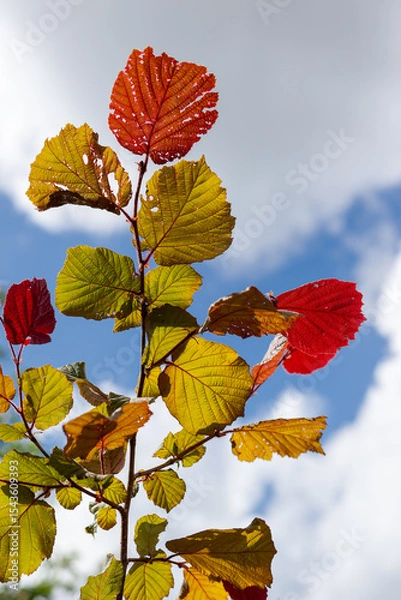 Obraz Autumn leaves illuminated by sunlight against the blue background of the summer sky. Vertical photo