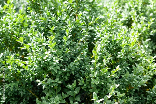 Obraz A beautiful hedge of Boxwood. Buxus plant pattern. Seamless texture of green natural background