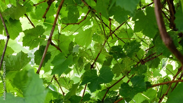 Obraz Sunlight illuminating green grape leaves in vineyard