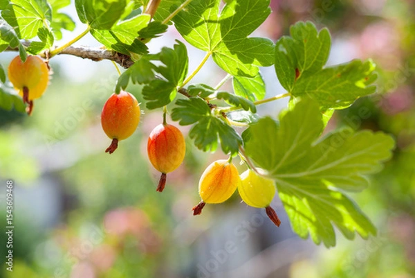 Obraz Low angle view of Gooseberries fruits growing on branch, Lithuania
