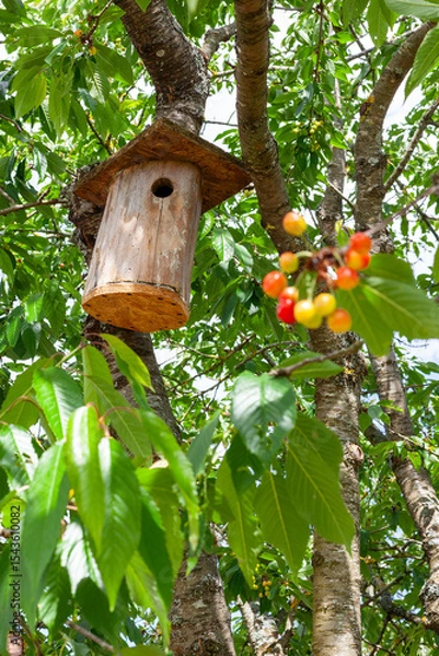 Obraz A birdhouse is hanging from a tree with cherries on it. The birdhouse is wooden and handmade.