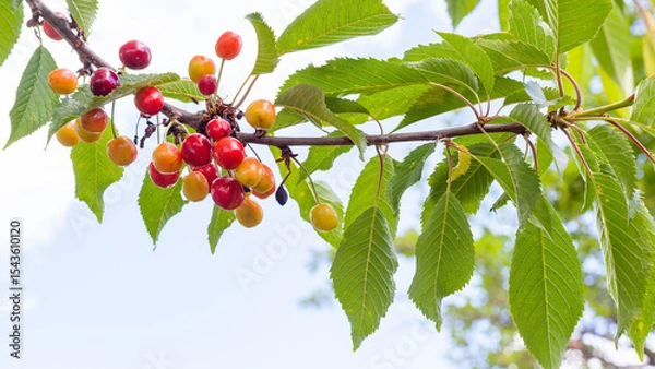 Obraz Fresh, healthy and ripe red sweet wild cherries hanging on a branch.